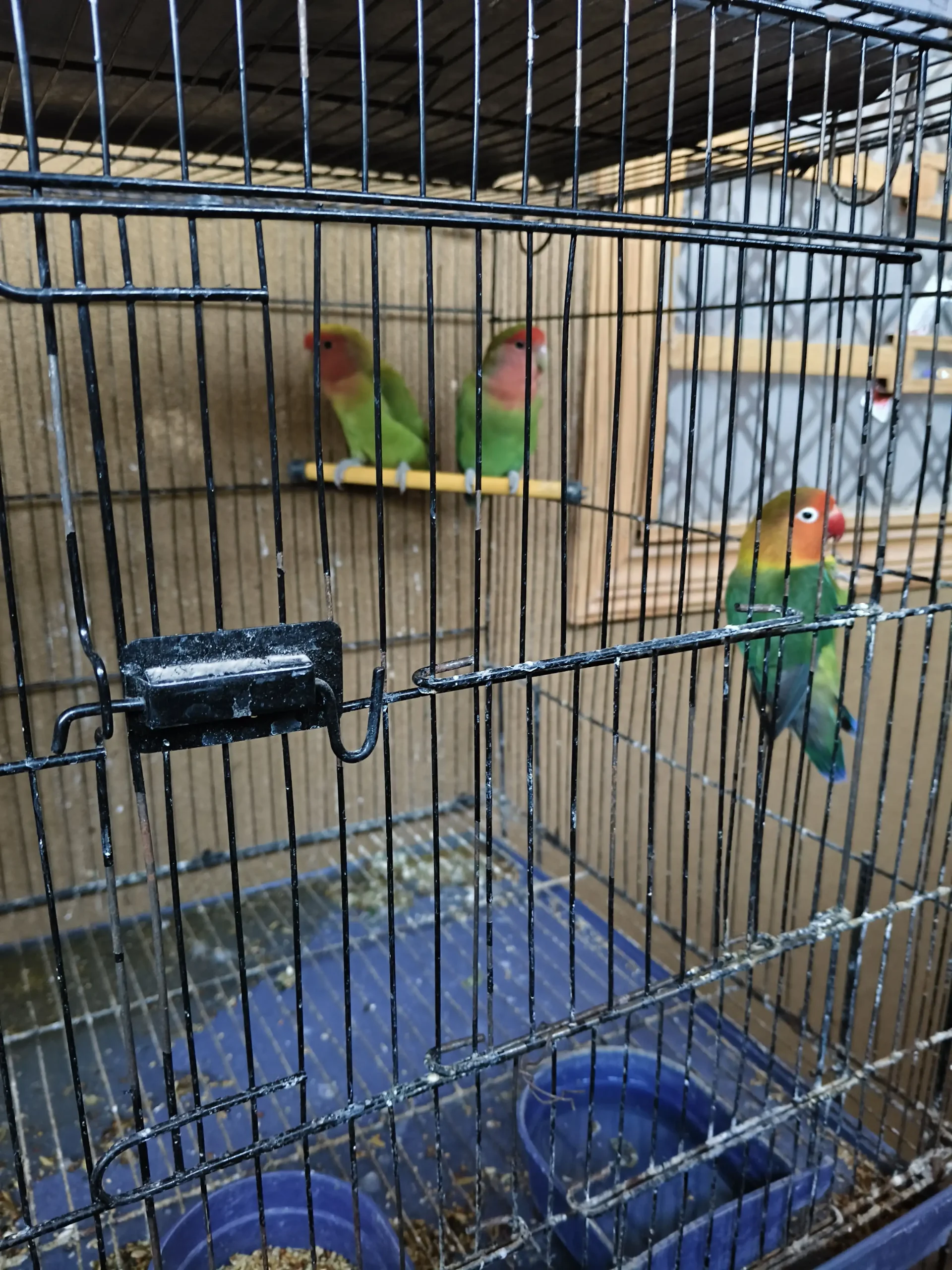 Green Peach Faced Lovebirds Pair – Healthy Birds – 2000 PKR