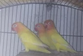 Lovebirds