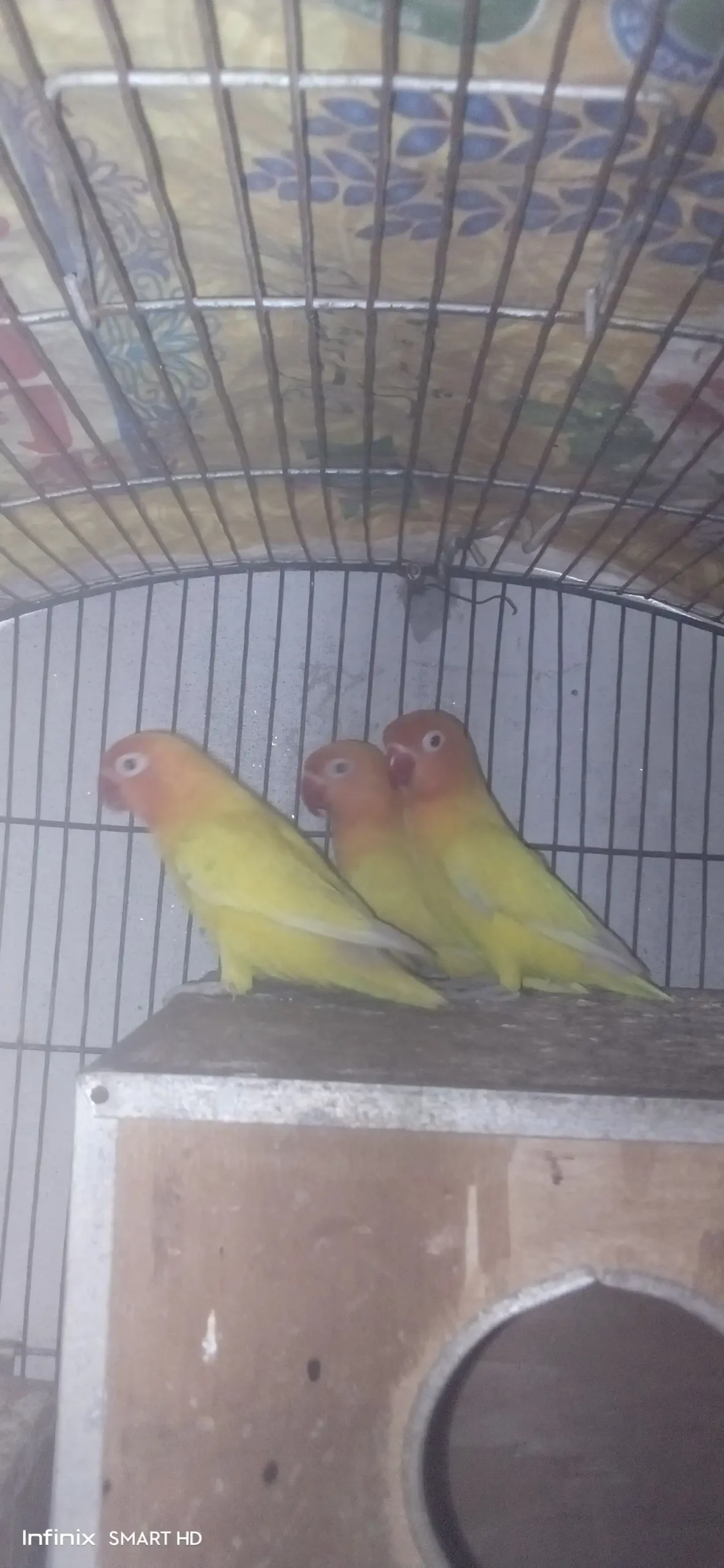 Lovebirds