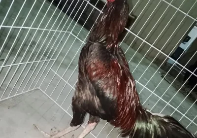 2ccb54f3-0e0e-4863-ba51-aca804d0a686