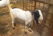 Bakra for sell