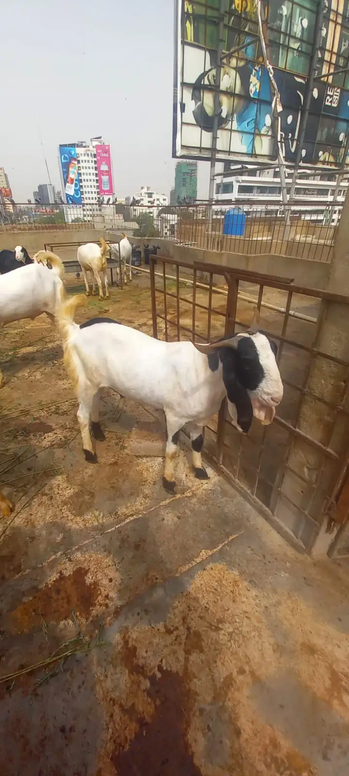 Bakra for sell