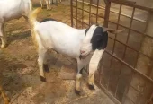 Bakra for sell