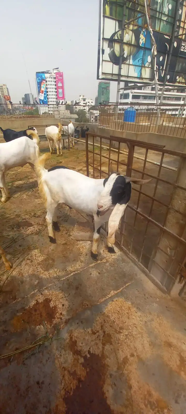 Bakra for sell