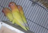 Lovebirds