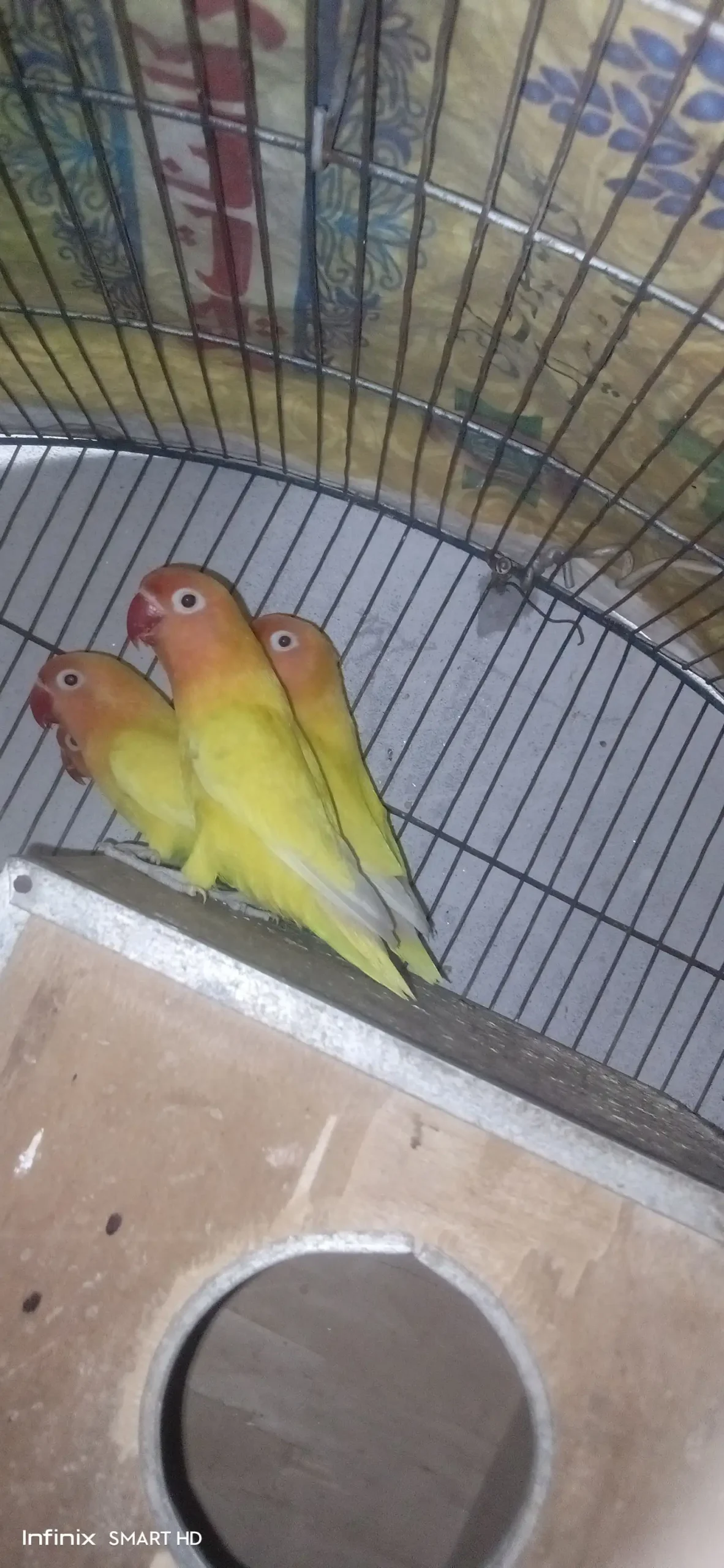 Lovebirds