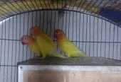 Lovebirds