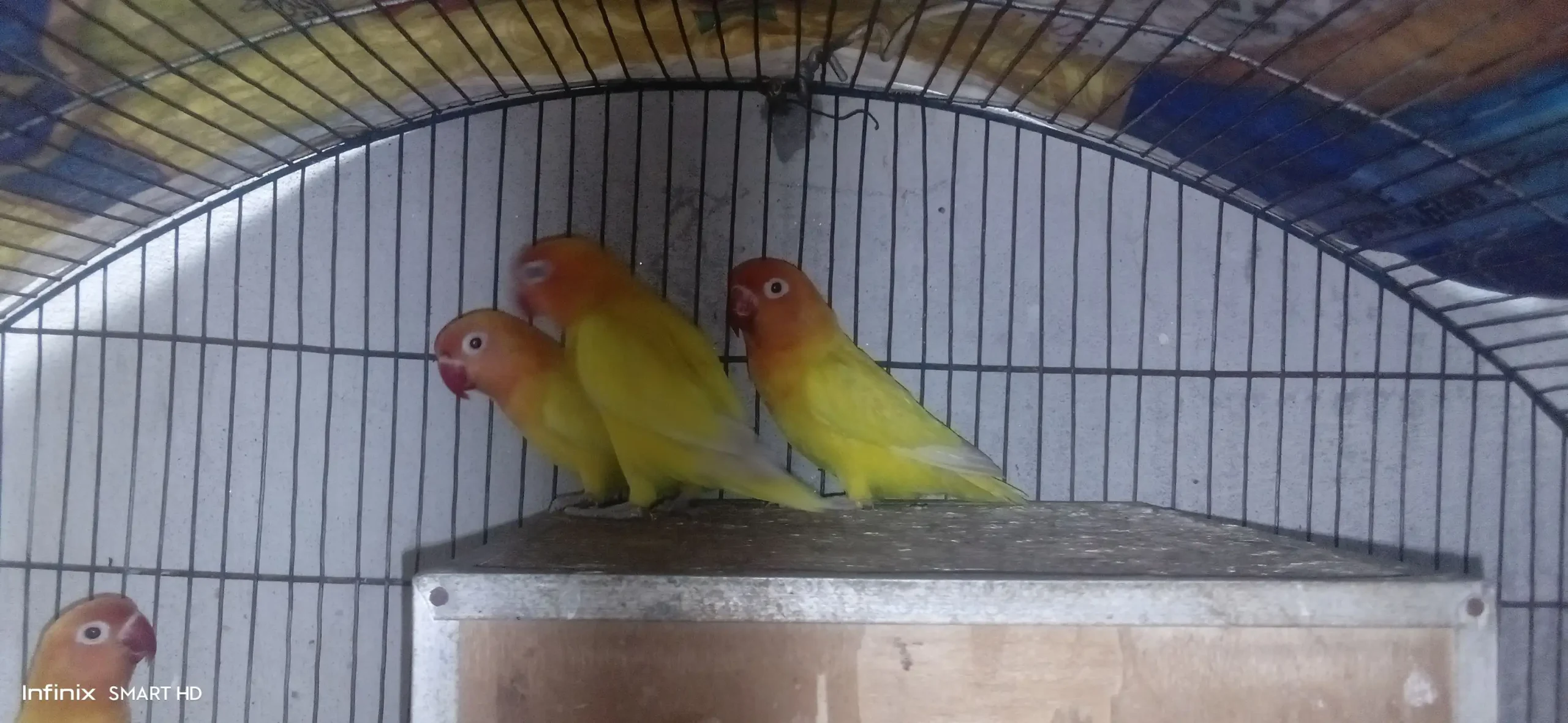 Lovebirds
