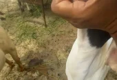 Bakra for sell
