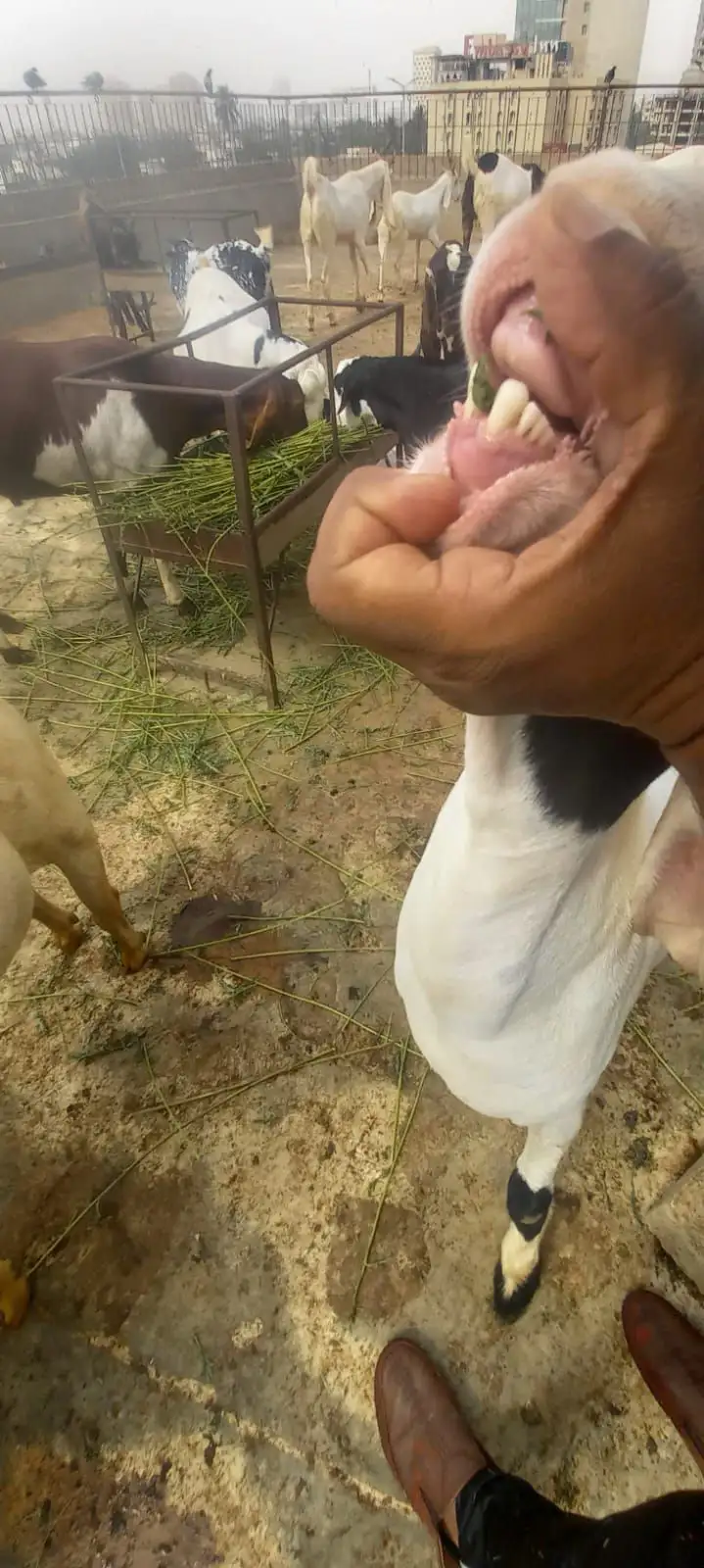 Bakra for sell