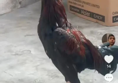 e360415f-8ef4-4f04-b5b6-7dc432378698