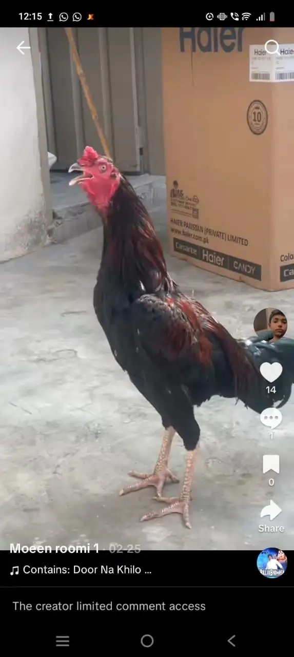 Achi nasal ka murga hai 1 Saal ka