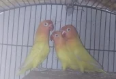 Lovebirds