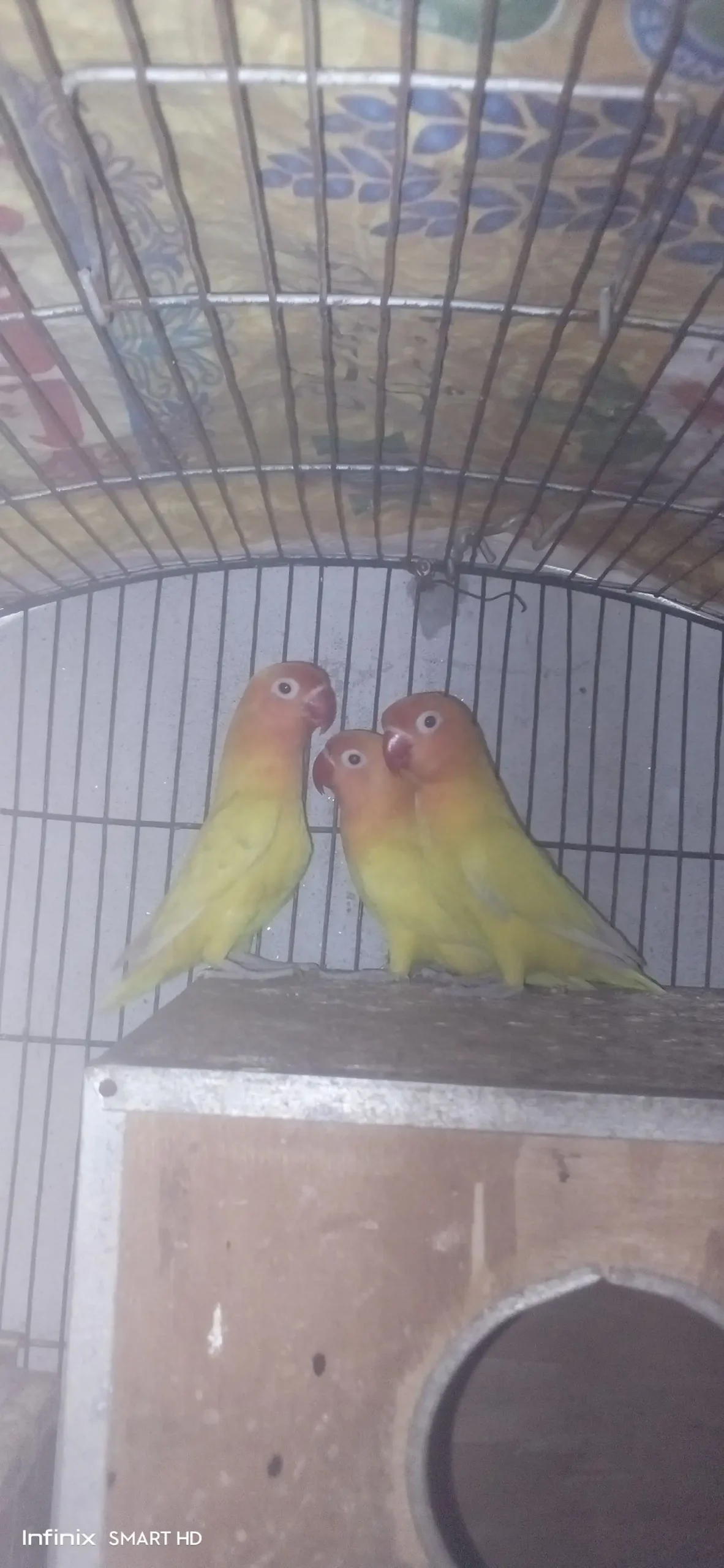 Lovebirds