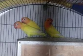 Lovebirds