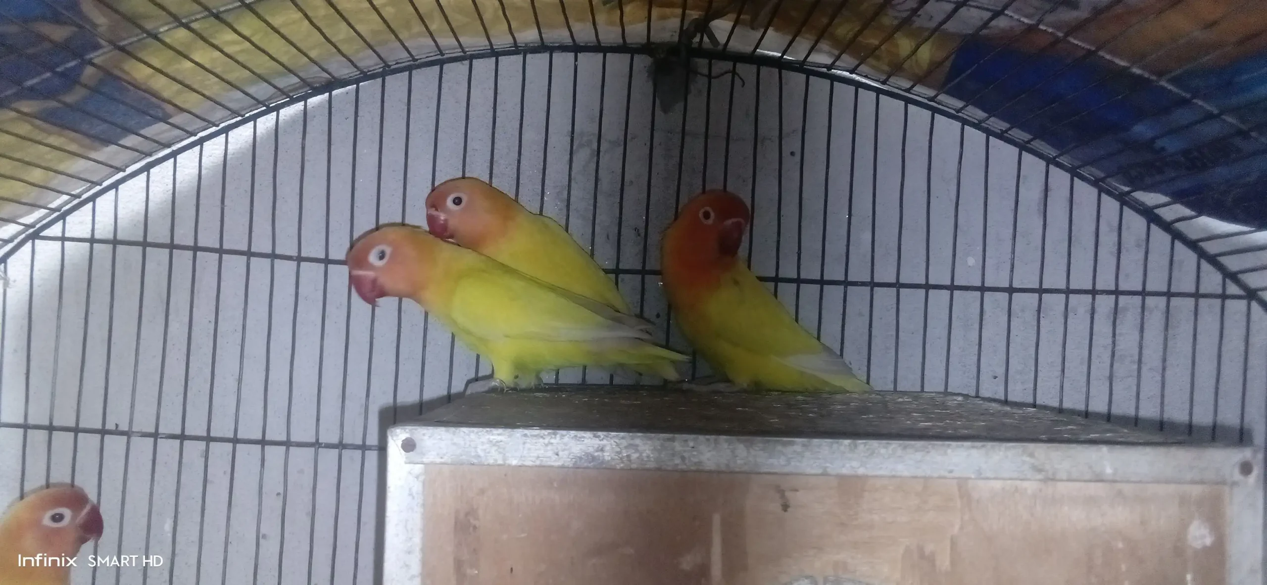 Lovebirds