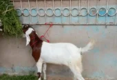 Khassi bakry for sell