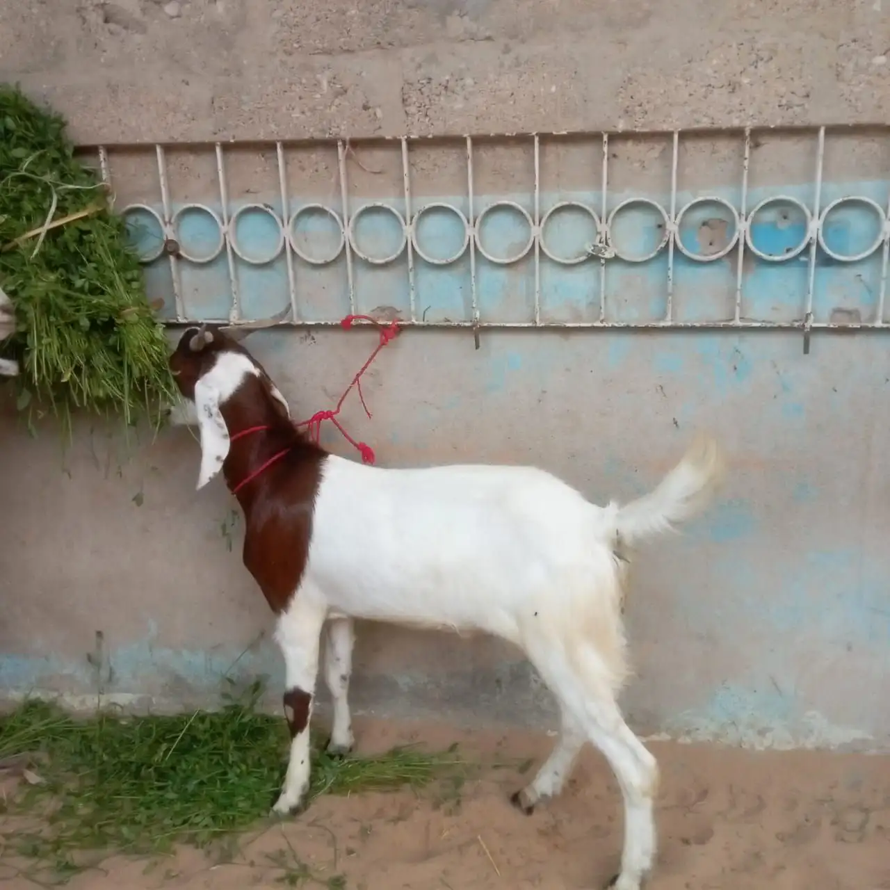 Khassi bakry for sell