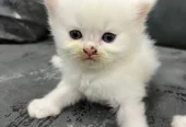 Trained Persian Kittens For Sale(Calico,Odd Eyes,Fluffy)