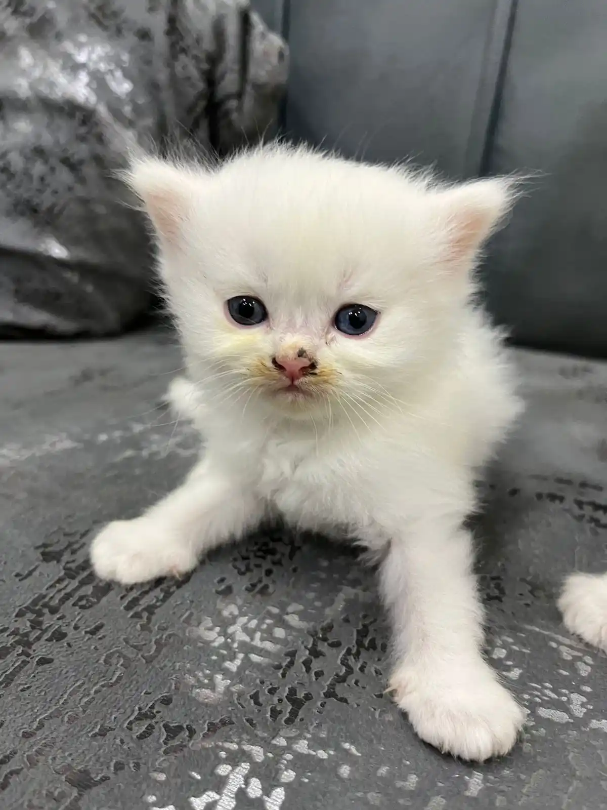 Trained Persian Kittens For Sale(Calico,Odd Eyes,Fluffy)