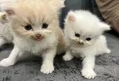 Trained Persian Kittens For Sale(Calico,Odd Eyes,Fluffy)