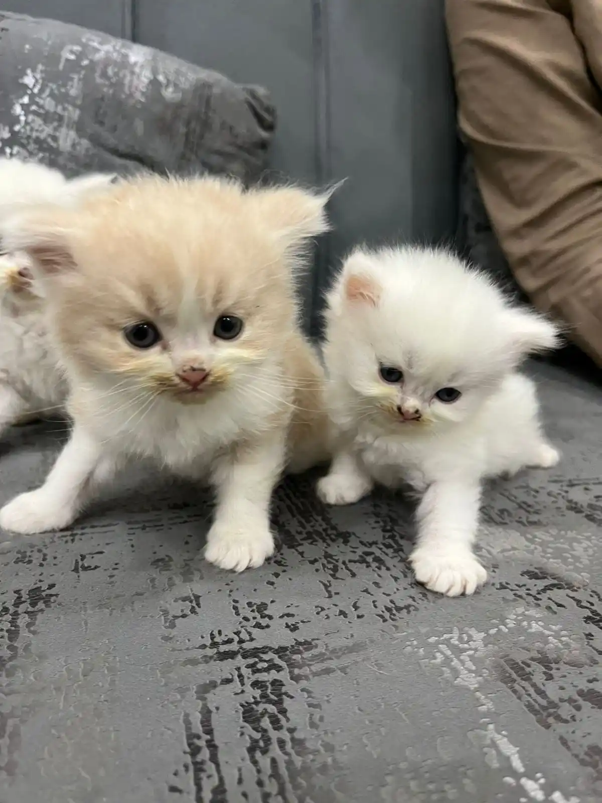 Trained Persian Kittens For Sale(Calico,Odd Eyes,Fluffy)