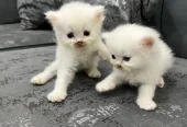 Trained Persian Kittens For Sale(Calico,Odd Eyes,Fluffy)