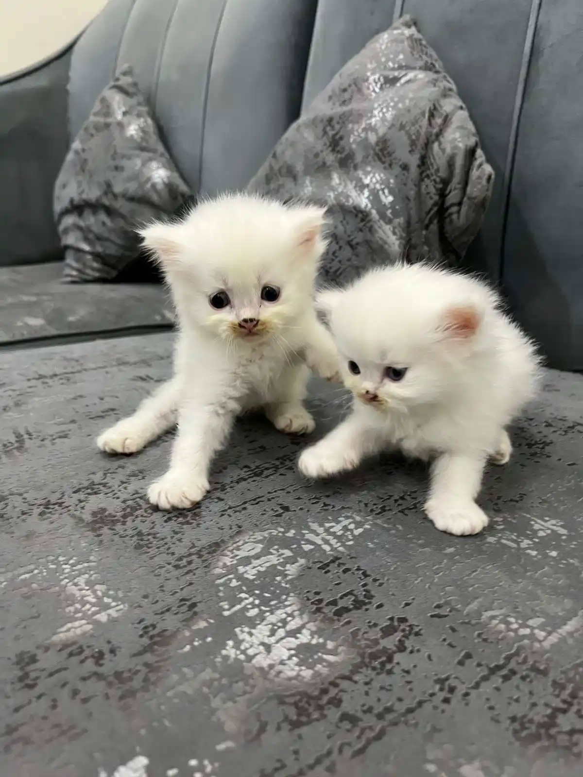 Trained Persian Kittens For Sale(Calico,Odd Eyes,Fluffy)