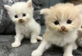 Trained Persian Kittens For Sale(Calico,Odd Eyes,Fluffy)