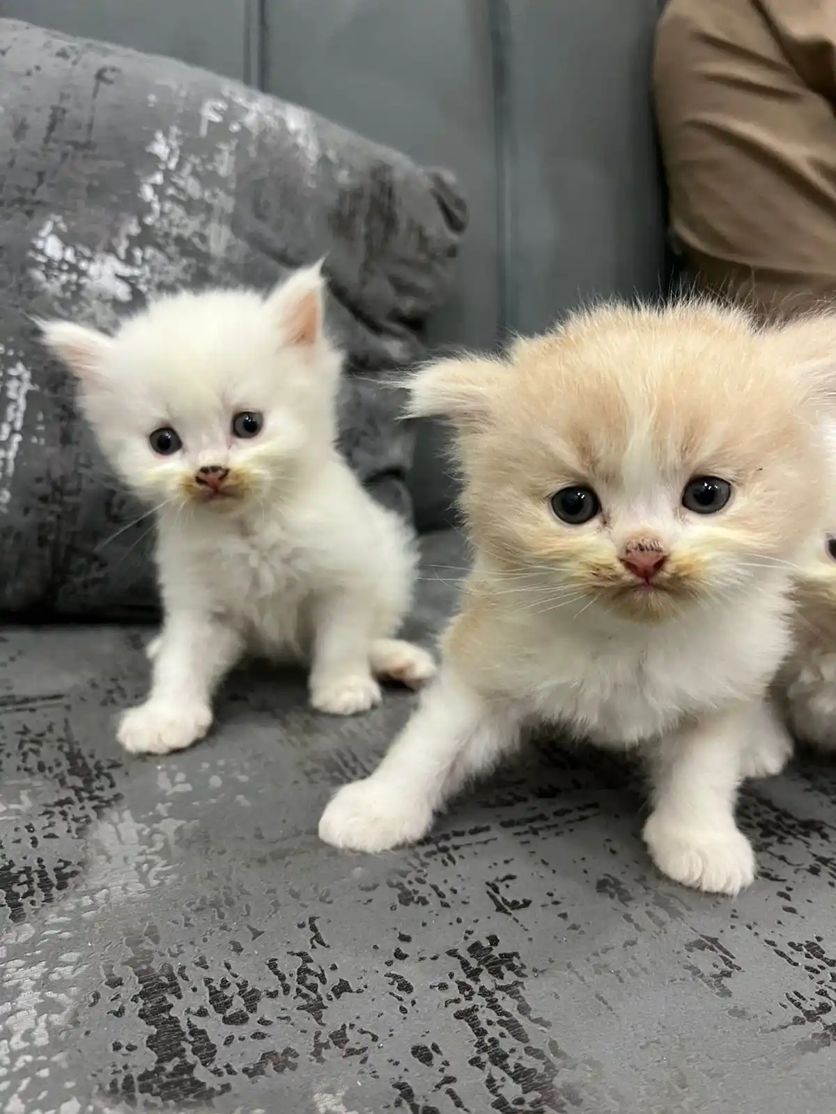 Trained Persian Kittens For Sale(Calico,Odd Eyes,Fluffy)