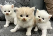 Trained Persian Kittens For Sale(Calico,Odd Eyes,Fluffy)