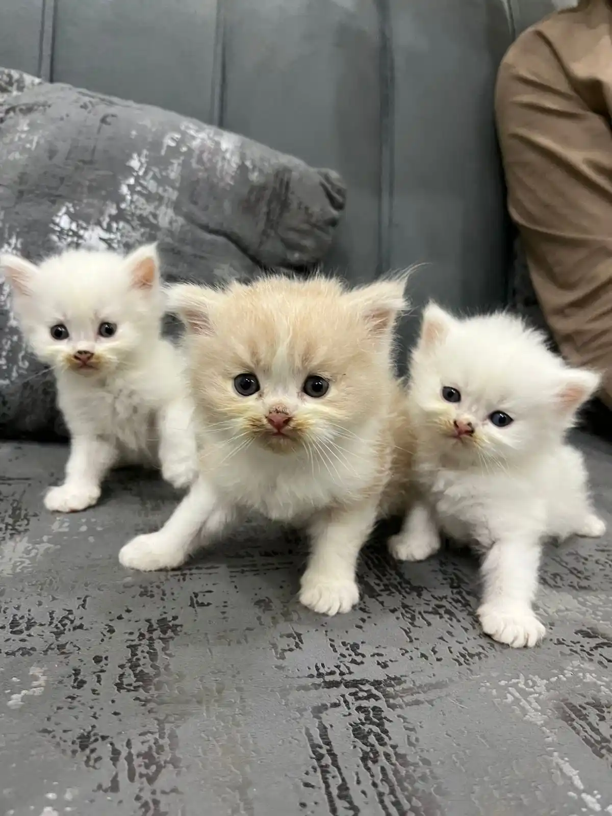 Trained Persian Kittens For Sale(Calico,Odd Eyes,Fluffy)