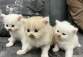 Trained Persian Kittens For Sale(Calico,Odd Eyes,Fluffy)