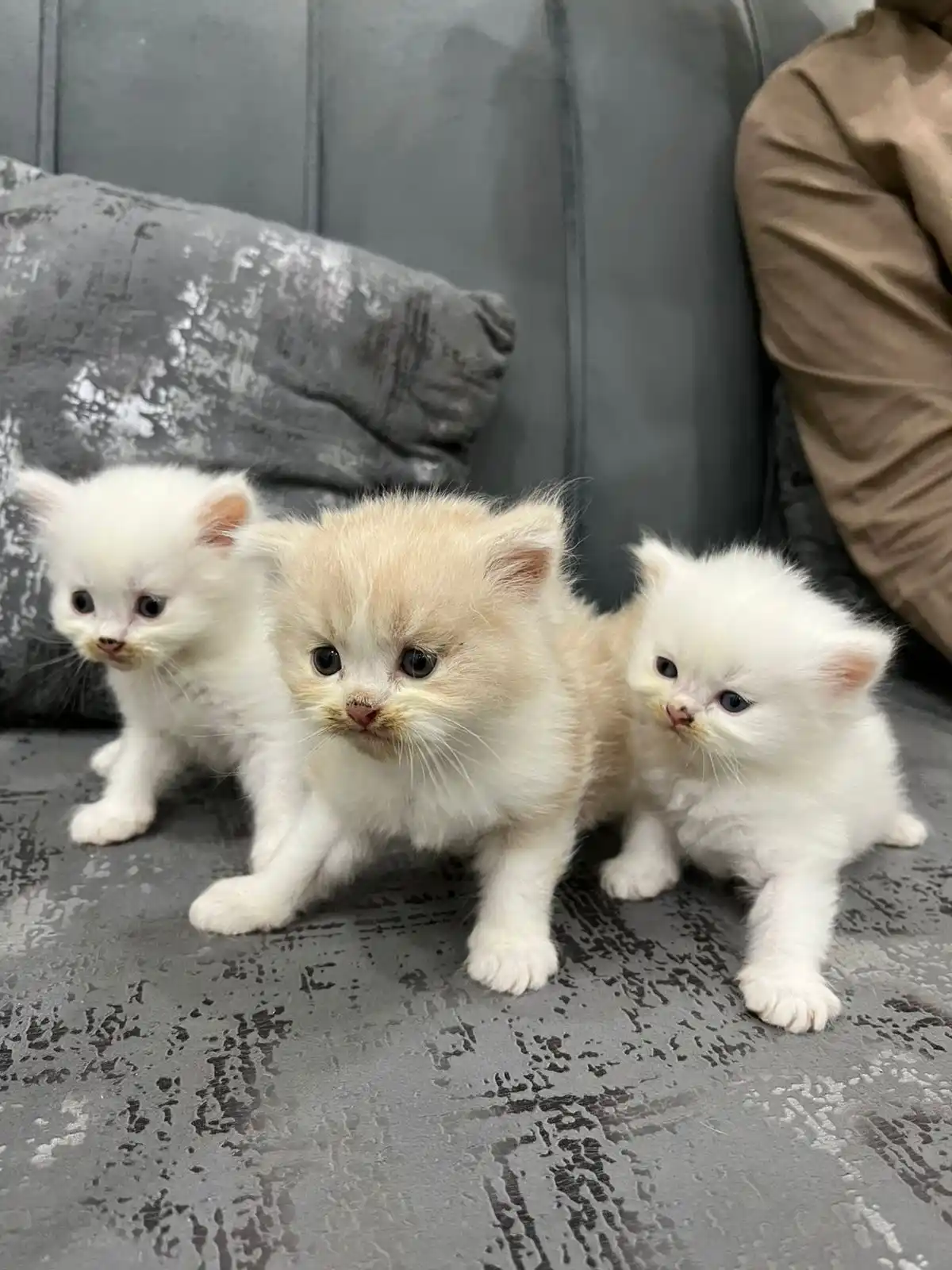 Trained Persian Kittens For Sale(Calico,Odd Eyes,Fluffy)
