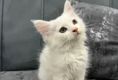 Trained Persian Kittens For Sale(Calico,Odd Eyes,Fluffy)