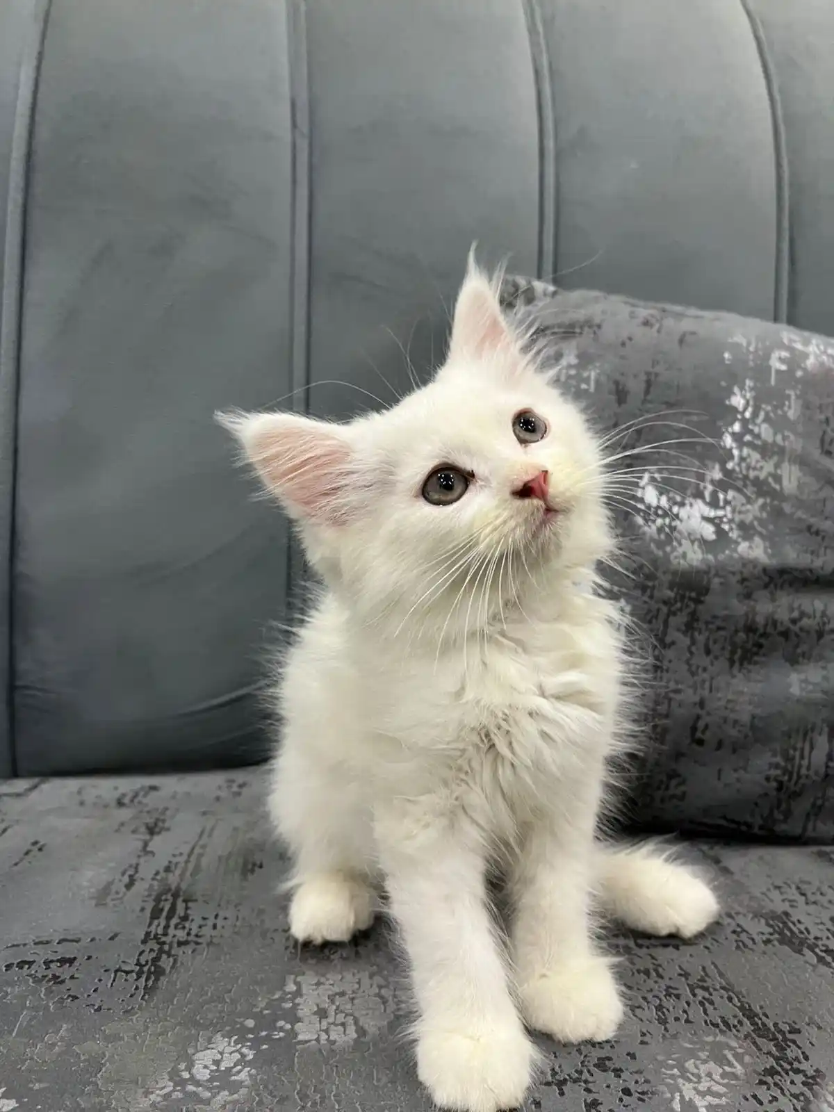 Trained Persian Kittens For Sale(Calico,Odd Eyes,Fluffy)