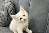 Trained Persian Kittens For Sale(Calico,Odd Eyes,Fluffy)