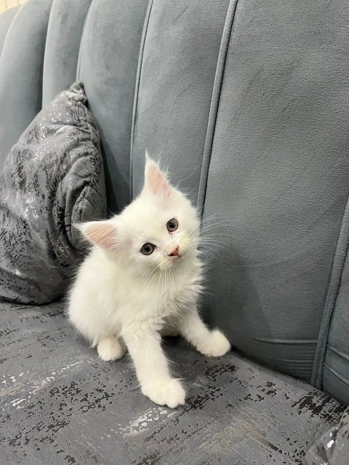 Trained Persian Kittens For Sale(Calico,Odd Eyes,Fluffy)