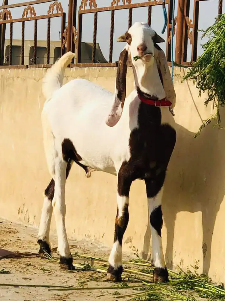 0309 6643880 call + Whattsapp number