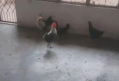 Total 5 PC 3 Female 2 Male