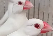 Albino red eyes white java