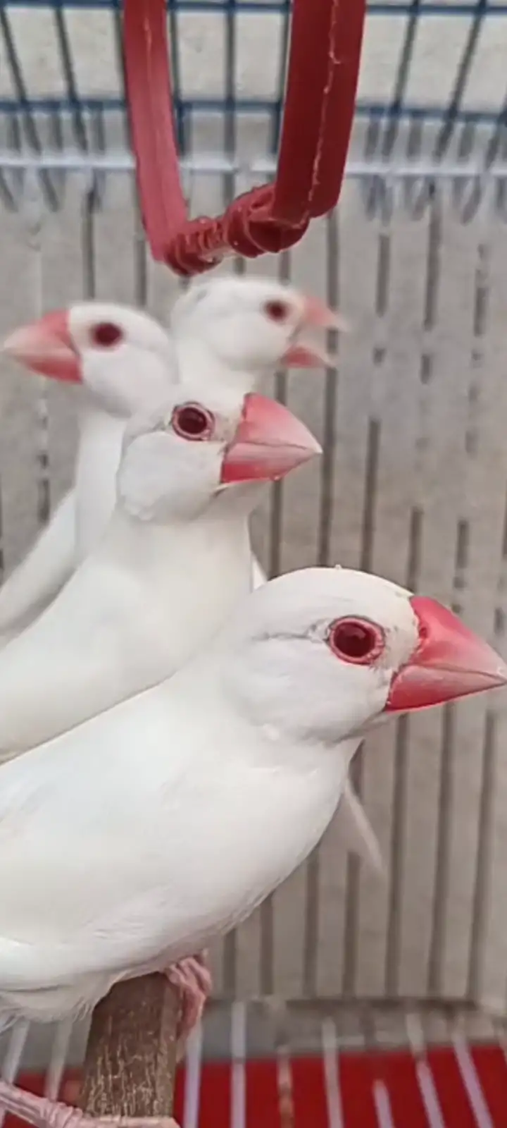 Albino red eyes white java
