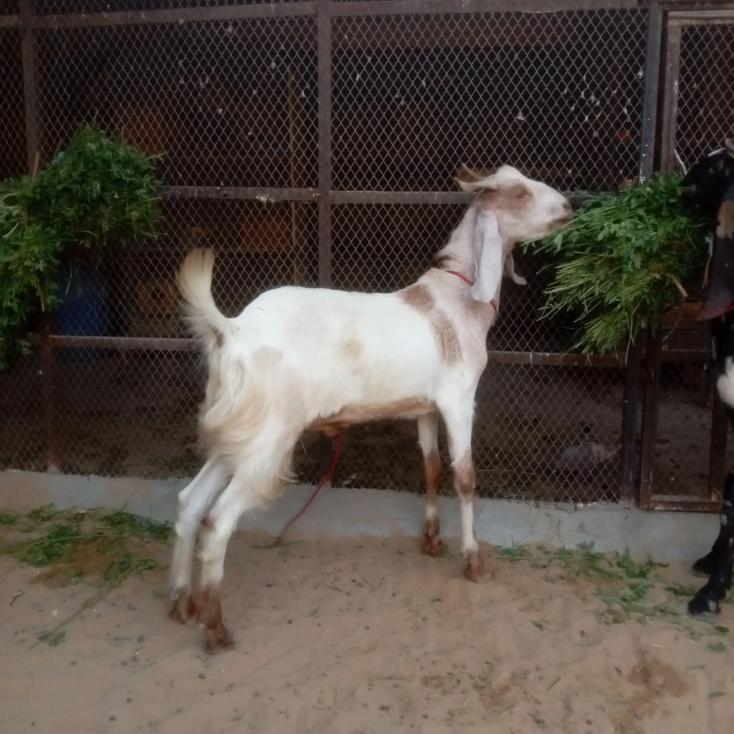Khassi bakry for sell