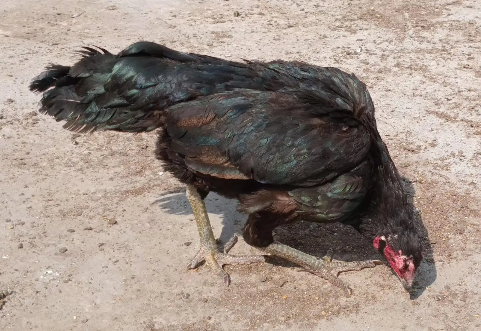 Quality Aseel pair for sale