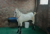 Bakra qurbani 2026