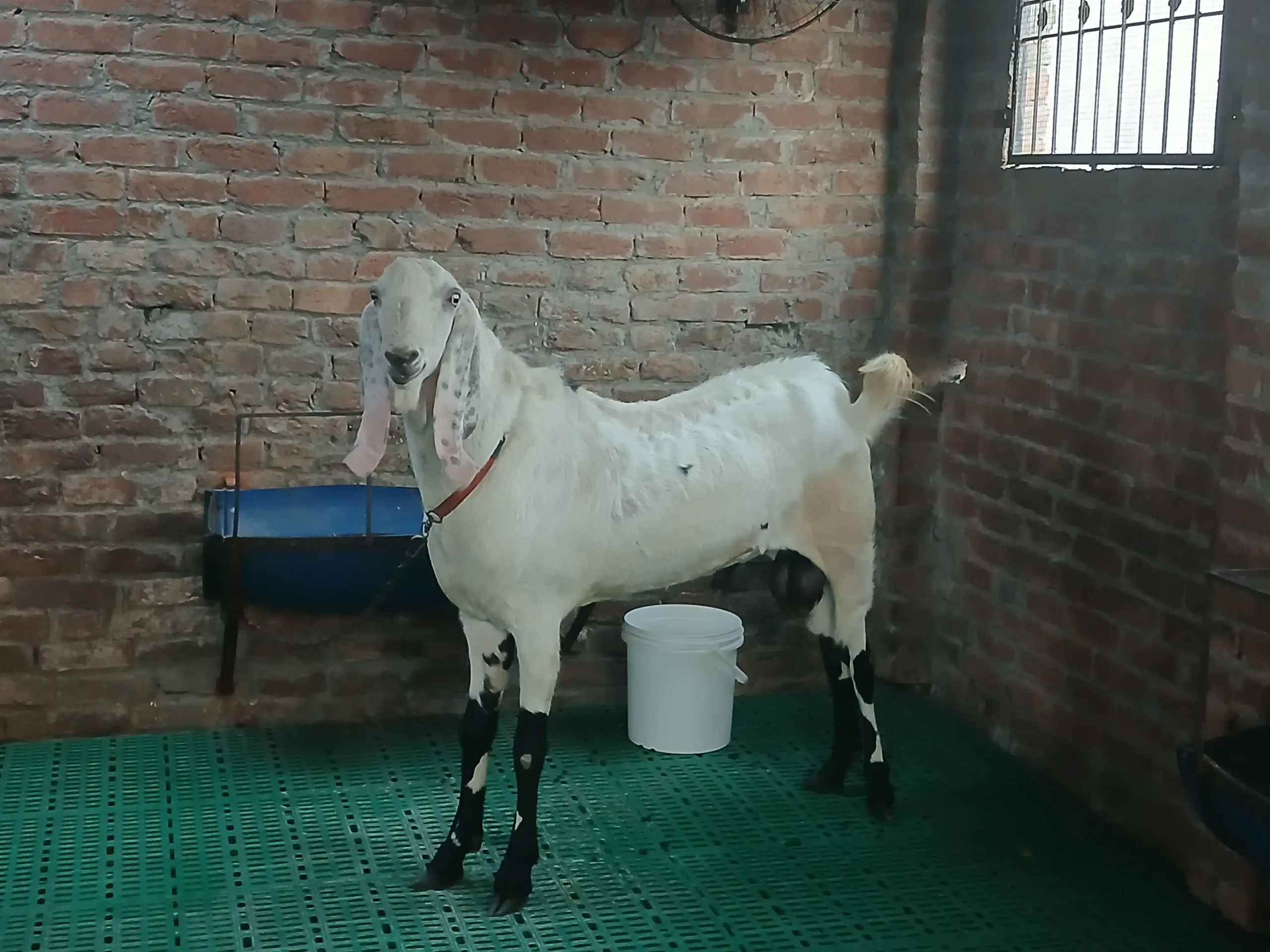 Bakra qurbani 2026