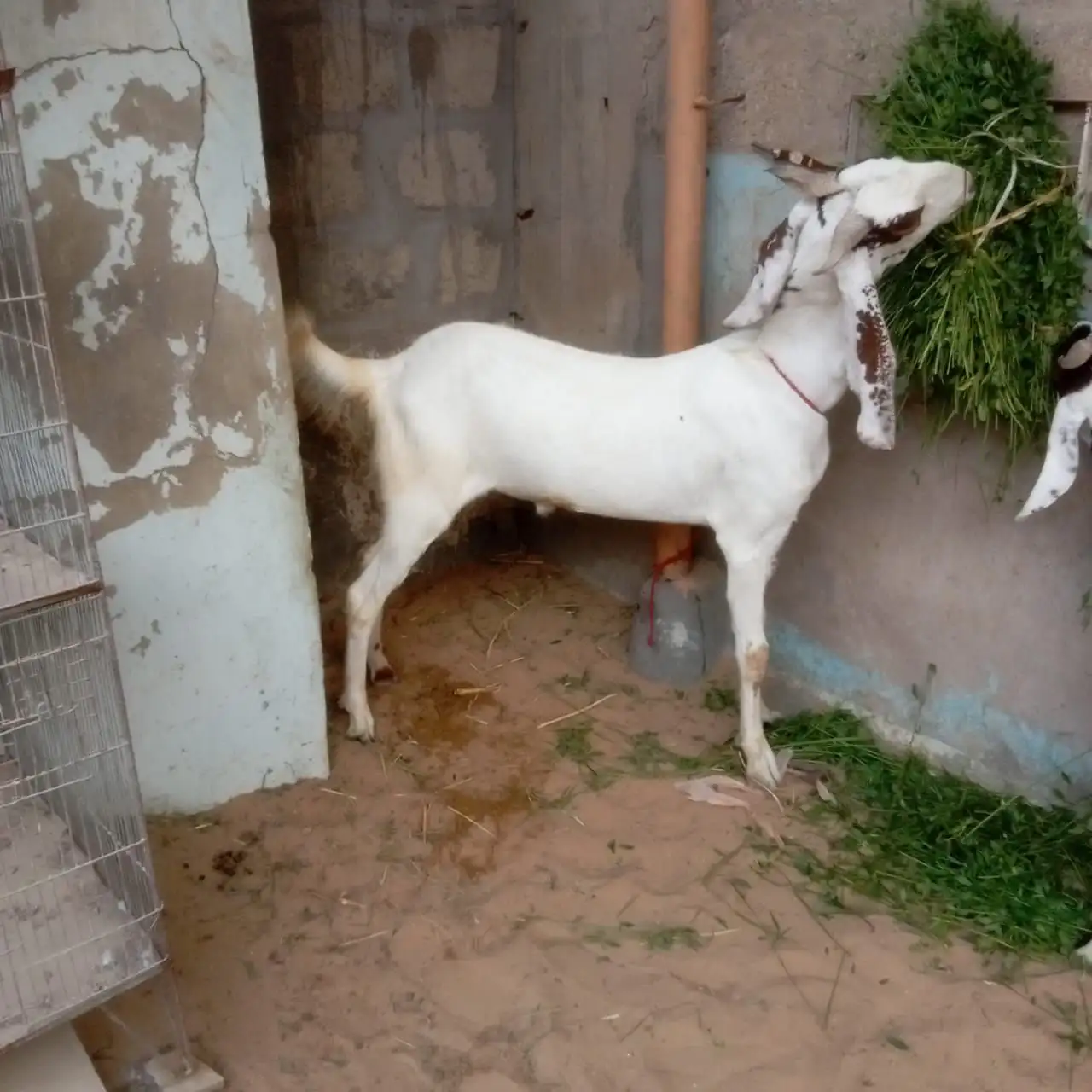 Khassi bakry for sell