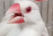 Albino red eyes white java
