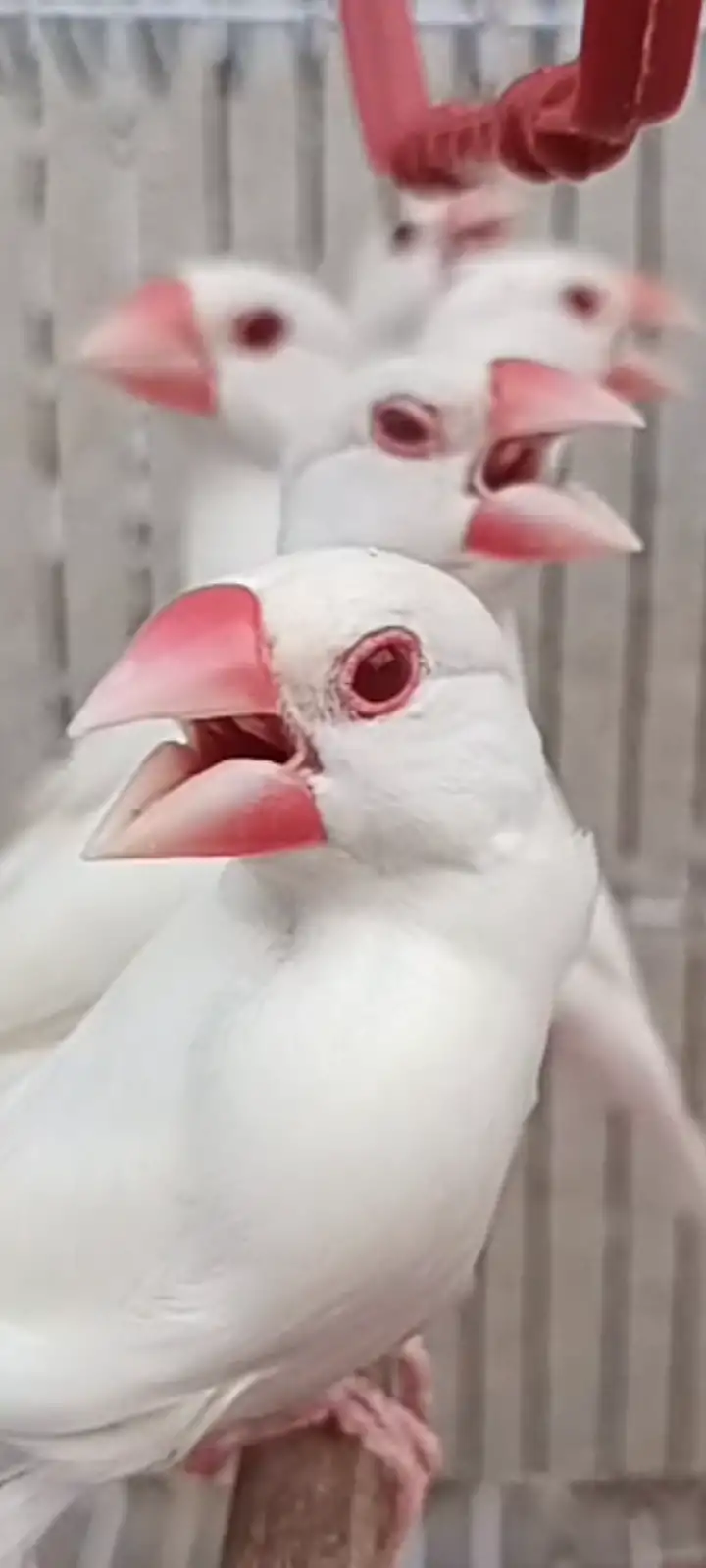 Albino red eyes white java