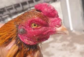 Quality Aseel pair for sale